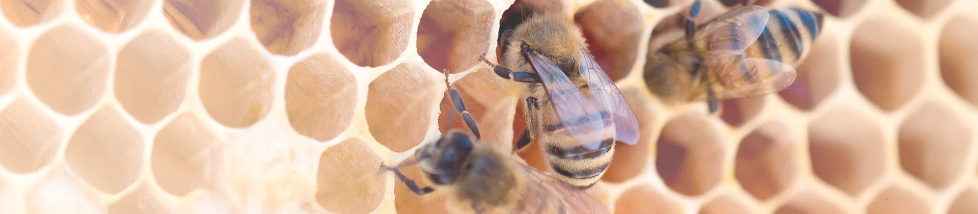 Wir machen in Bienen | Unterstützung regionaler Öko-Projekte